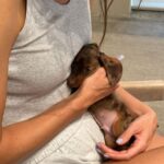Kylie Jenner Instagram - 🐶 + 🌅
