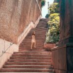 Lévanah Solomon Instagram – Step by step… 

______

#picoftheday #pictureoftheday #photography #photooftheday #travel #italy #rome #beige #tan #aesthetic #mood #vibes #summer #colors #color #light #white #ootd #outfit #pink #pastel #vacation #holiday #girl #neutral Italie, Rome