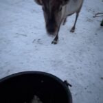 Laurie Blouin Instagram - Reindeers, snowboarding and northern lights 🙌🏻🤍 #Finland #Snowboarding #WinterWonderland Kitkajärvi, Kuusamo