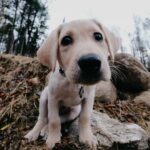 Laurie Blouin Instagram - Newest family member 🥹🐶 #Nala #BlondLabrador