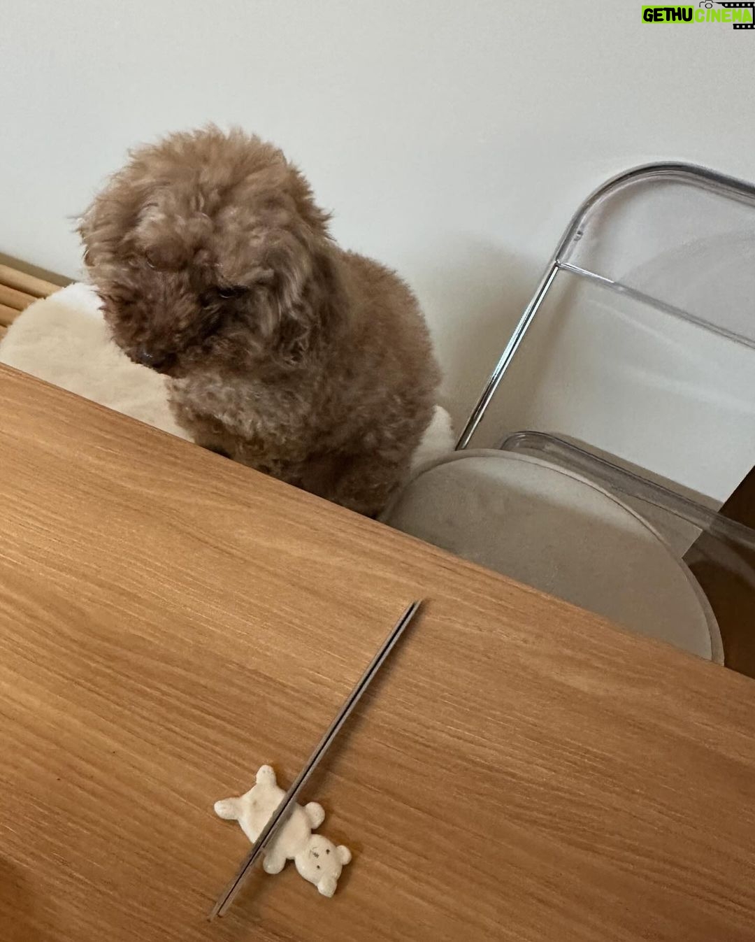Lee Jin-ah Instagram - 요즘 사진첩엔 이런것들이 있당. . . 🤓 1.빨리 집에 가자 부탁하는 중 2.예전에 만든 수저받침을 잘 안쓰다가 오늘은 한번 써봐야지 하고 쓴날 기념으로 찍었다! 3.낡은 성경책을 10년 넘게만에 리폼 해보았다 4.밥 먹을때마다 항상 먼저 와서 음식 원하는 밤이 5.집에 있는 인형은 모조리 밤이의것이 되어버렸다 6.조아 조아 산책 조아