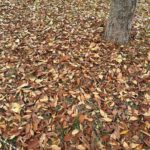 Lee Jin-ah Instagram - 재밌던 가을날 🍂🍁⭐️별이의 목소리 한번 들어보시라요 ... 🤍🥲