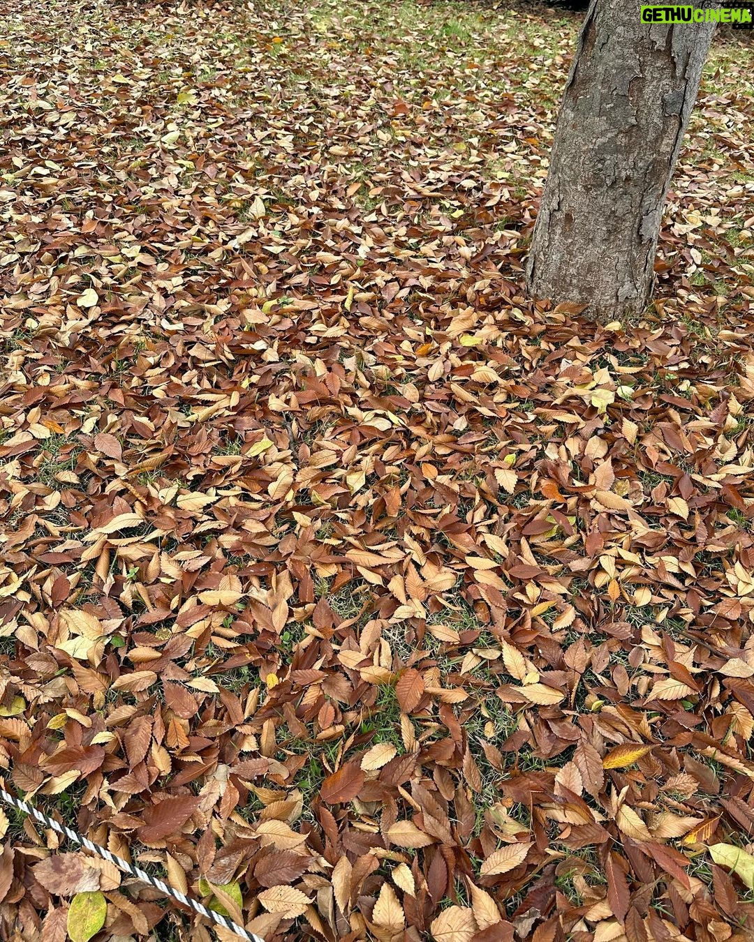 Lee Jin-ah Instagram - 재밌던 가을날 🍂🍁⭐️별이의 목소리 한번 들어보시라요 ... 🤍🥲