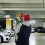 Lee Ki-woo Instagram – 🦊🙋🏻‍♂️
강아지의 날 기념 어부바둥가둥가둥~
셔틀 힘들다 언제 이렇게 컸어!

#강아지의날 #그녀석과함께 #가족
#사지마세요입양하세요