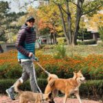 Lee Ki-woo Instagram - 🍁 곧 겨울이 올 것 같다 얘들아. 털 있어서 좋겠네😎 더 늦기 전에 단풍놀이 가을 바다 보러가자!! #사지마세요입양하세요 #유기견에서반려견으로 #가족 #일상 #ootd #주말기록
