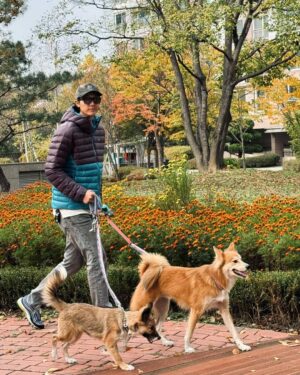 Lee Ki-woo Instagram - 🍁
곧 겨울이 올 것 같다 얘들아.
털 있어서 좋겠네😎
더 늦기 전에 단풍놀이 가을 바다 보러가자!!

#사지마세요입양하세요 #유기견에서반려견으로 
#가족 #일상 #ootd #주말기록