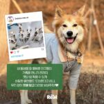 Lee Ki-woo Instagram - 주말을 마무리하고 새로운 한주를 준비하는 시간! 단 1 분 이면 유기견 아이들에게 건강한 사료가 전달됩니다. 간단하게 검색 후 응원 메시지를 올려주시면 끝! 너무 쉽죠? 저와 테디와 함께 사료 1톤 기부에 힘을 모아 주세요!! 자 어떻게 하느냐!! 1. 네이버에서 '하림 더 리얼' 검색 후 상단에 '더 리얼 X 테디' 섬네일 클릭! 2. 카카오톡 1초 회원가입 후 이벤트 페이지 가장 하단 댓글 창에서 응원 댓글 작성! > 댓글 다 500g이 적립되어 2천 개 돌파 시 진도 러브 레스큐에 사료/간식 1톤이 기부됩니다.