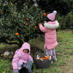 Lee Yoon-ji Instagram - 제주 곰자네귤밭. 라쏘는 곰자투어중 올해마무리로 싱싱귤따먹기ㅡ🍊#내년에도잘부탁해곰자야#대답해봐#징글징글하니우리