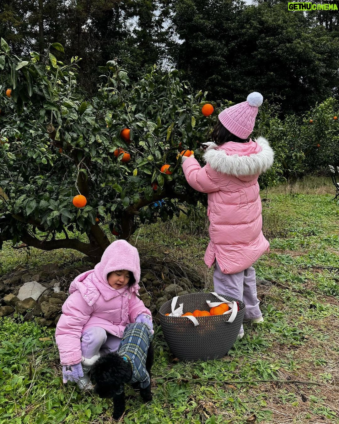 Lee Yoon-ji Instagram - 제주 곰자네귤밭. 라쏘는 곰자투어중 올해마무리로 싱싱귤따먹기ㅡ🍊#내년에도잘부탁해곰자야#대답해봐#징글징글하니우리