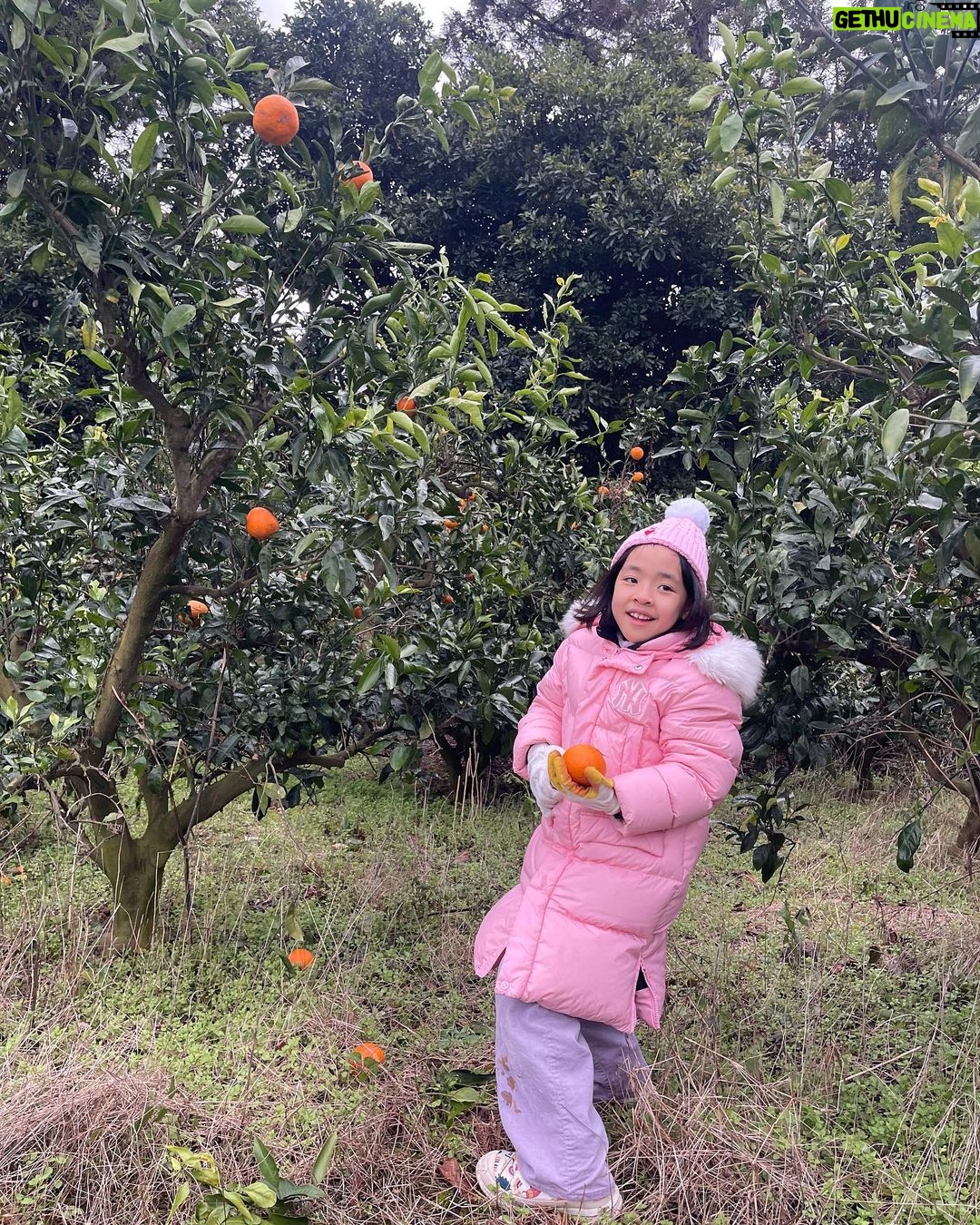 Lee Yoon-ji Instagram - 제주 곰자네귤밭. 라쏘는 곰자투어중 올해마무리로 싱싱귤따먹기ㅡ🍊#내년에도잘부탁해곰자야#대답해봐#징글징글하니우리