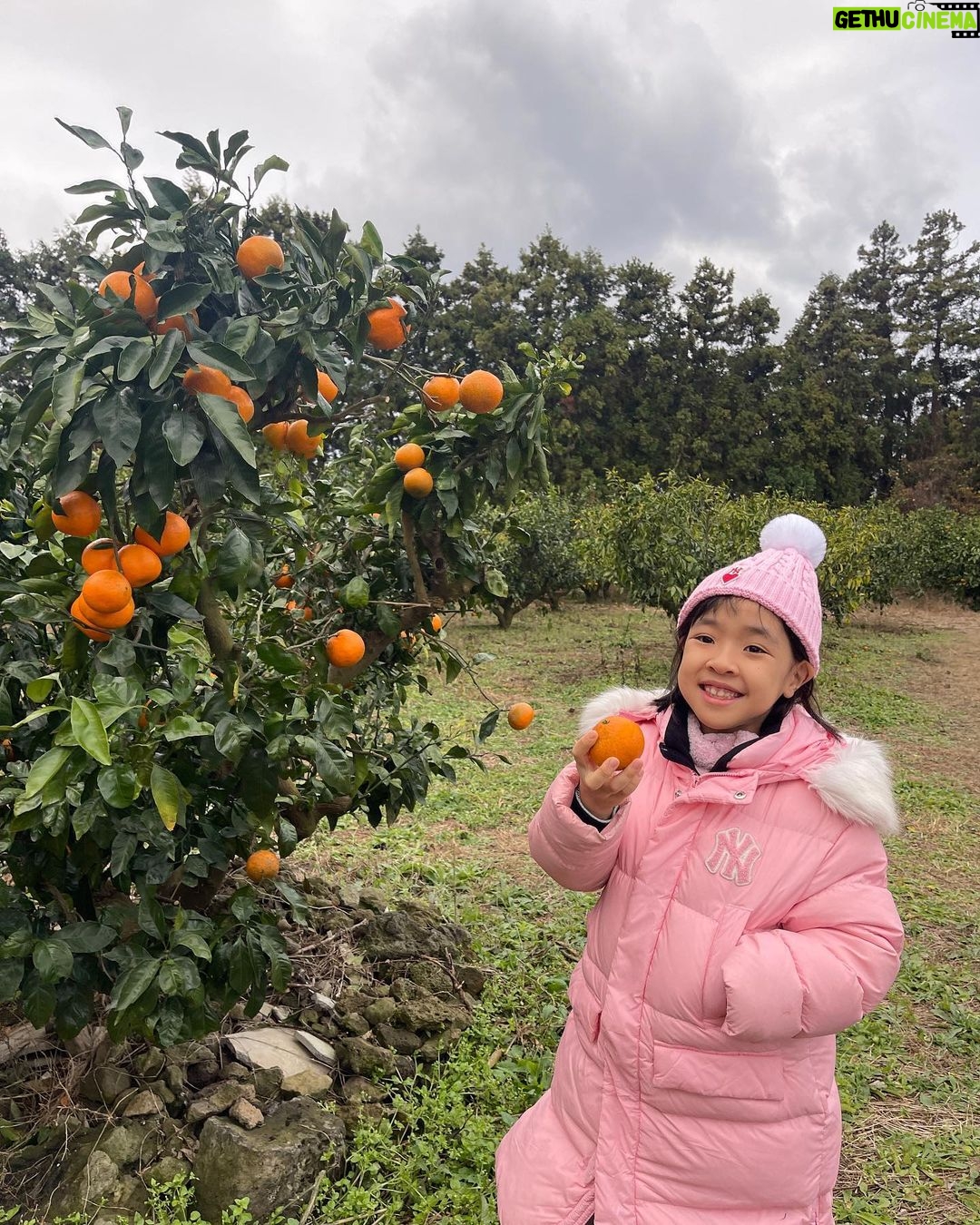 Lee Yoon-ji Instagram - 제주 곰자네귤밭. 라쏘는 곰자투어중 올해마무리로 싱싱귤따먹기ㅡ🍊#내년에도잘부탁해곰자야#대답해봐#징글징글하니우리