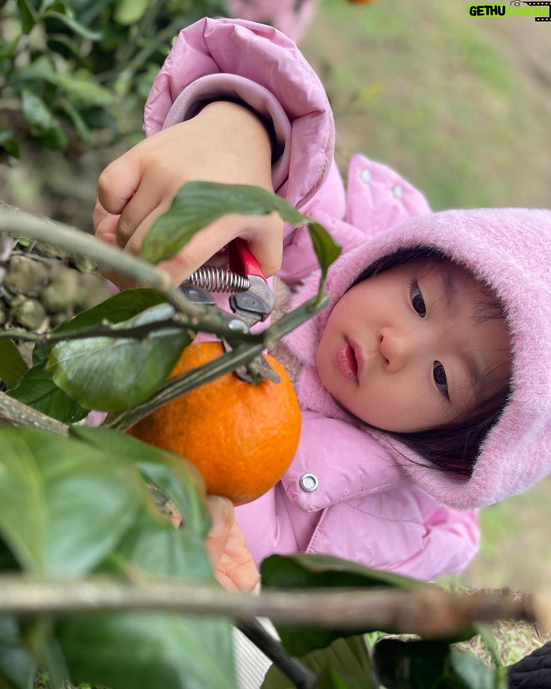 Lee Yoon-ji Instagram - 제주 곰자네귤밭. 라쏘는 곰자투어중 올해마무리로 싱싱귤따먹기ㅡ🍊#내년에도잘부탁해곰자야#대답해봐#징글징글하니우리