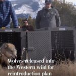 Leonardo DiCaprio Instagram - Repost from @postclimate Colorado wildlife officials released gray wolves on public lands on Dec. 18, as a part of the state’s voter-backed reintroduction program to create a permanent, self-sustaining wolf population. The wolves are part of a first-in-the-nation effort to reintroduce an endangered species to the wild at the behest of voters, rather than the government. It came three years after the narrow passage of a ballot measure calling for their return to a state from which wolves had been extirpated nearly a century before. The ballot measure was heavily supported in urban areas east of the Rockies and widely opposed on the rural Western Slope, where the releases are taking place. Ranchers had previously reported dead cattle, sheep and working dogs.