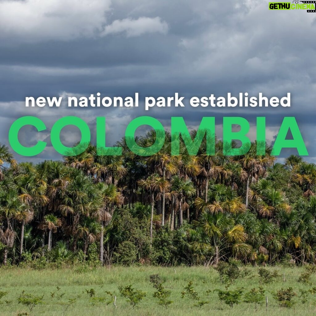 Leonardo DiCaprio Instagram - A new national park has been established in Colombia. At more than 168,000 acres, the National Natural Park Serrania de Manacacías will safeguard six unique ecosystems and boundless wildlife, including Ocelots, South American Tapirs, South American Coatis, and a quarter of all known bird species in Colombia. This new park will also protect a critical wildlife corridor and will connect the Orinoquía—the continent’s largest tropical savanna—to the Amazon, the largest river basin and rainforest on Earth. The creation of the National Natural Park Serrania de Manacacías highlights Colombia’s commitment to the global goal of protecting 30% of the planet by 2030, to the benefit of all life on Earth. This victory is the result of the incredible combined efforts of Colombia’s National Parks Agency (PNN), international and local environmental organizations, civil society organizations, philanthropists, artists, and government institutions. The project originated with the hard work of local partners; Jack Dangermond, founder of ESRI (@esrigram); Wyss Foundation; Haley Mellin, founder of Art into Acres; artist Carol Bove; and the David Zwirner Gallery (@davidzwirner); in addition to the financial support of Re:wild through our Amazon Forest Fund. Critical partners on this project include The Nature Conservancy (@nature_org), the Institute of Investigation of Biological Resources Alexander von Humboldt (@instituto_humboldt), the Institute of Natural Sciences of the National University of Colombia, Wildlife Conservation Society (@thewcs), WWF (@wwf), the Corporation for the Sustainable Development of the La Macarena Special Management Area (Cormacarena), and the Alliance for the Conservation of Biodiversity, Territory and Culture. Learn more at the #linkinbio Photo credit: Rodrigo Durán Bahamón PNN #ArtIntoAcres #Colombia #ProtectedAreas #Biodiversity #Conservation #Rewild