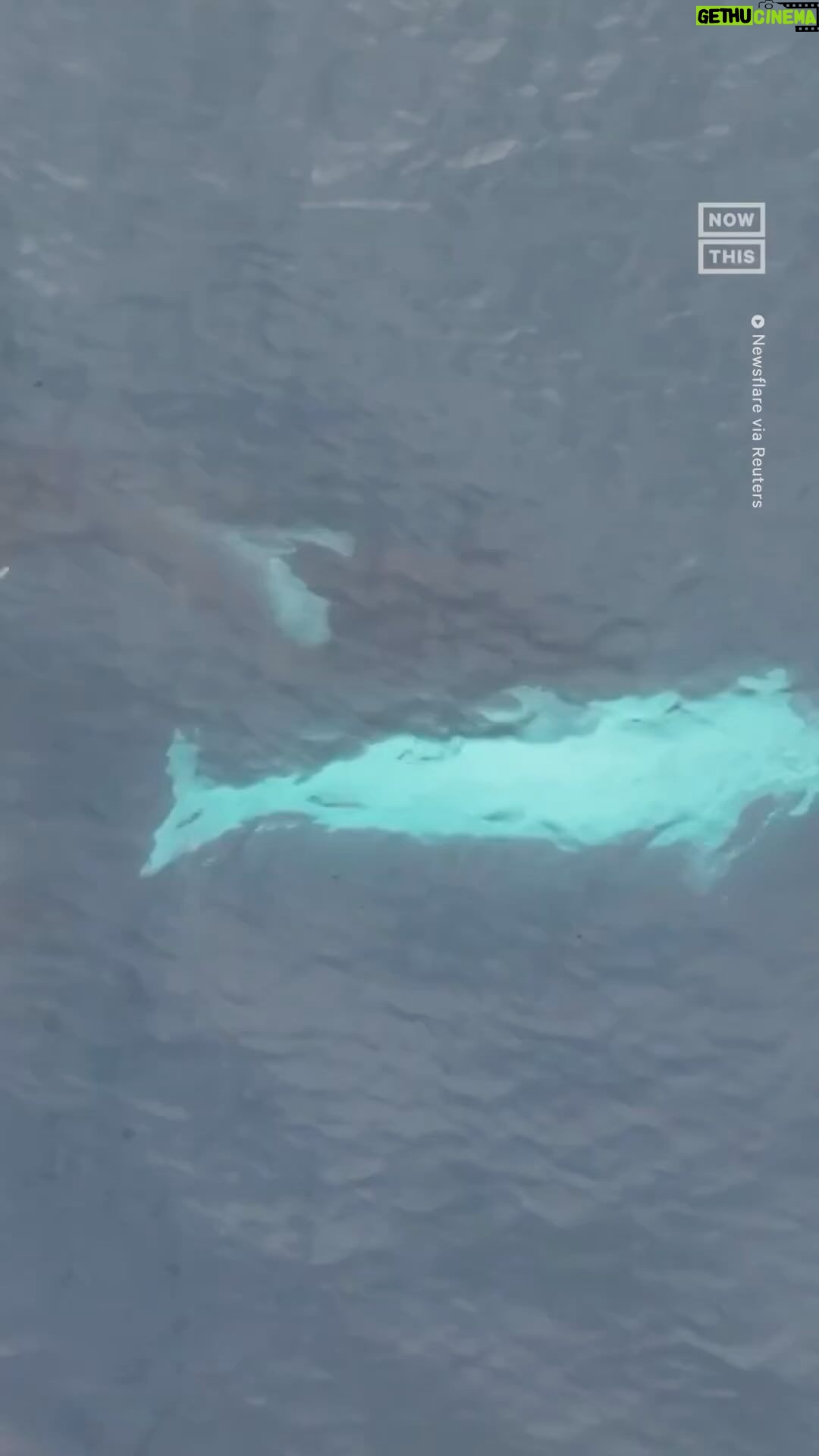 Leonardo DiCaprio Instagram - repost from @nowthisearth • Amazing Encounter With Rare White Orca Off California Coast A group of whale watchers received the sight of a lifetime when they spotted a rare, all-white orca off the coast of California. ‘It’s already rare to see orcas in this area, yet alone a white one,’ said Mark Girardeau, a drone and wildlife photographer, via Newsflare. The orca, which has been nicknamed Frosty, was born with leucism, which affects its levels of pigmentation. Only a handful of orcas on Earth are known to have this condition. Researchers have been tracking Frosty’s pod, known as CA216, for a while now. The pod has been known to travel in the Pacific waters between California and Mexico. #orca #california #pacificocean #animalnews