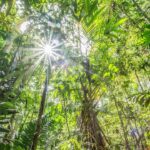 Leonardo DiCaprio Instagram - New York is poised to become the first state to use its purchasing power as one of the world’s largest economies to combat climate change and biodiversity loss. The New York Tropical Deforestation-Free Procurement Act, which would prevent the state from purchasing wood and agricultural products that contribute to tropical deforestation, received bipartisan support in passing the state legislature and the bill is now ready for @govkathyhochul’s signature. Tropical deforestation is largely the result of the grazing of cattle and the growth of livestock feed, in addition to the production of commodities such as palm oil, wood, cocoa, coffee and rubber. It is the number one driver of biodiversity loss and a major driver of climate change. This Act would also ensure that the state is not contributing to the abuses of the rights of Indigenous peoples and local communities associated with tropical deforestation. The bill’s supporters, who are urging the governor to sign, include not only Indigenous leaders and climate and social justice groups, but New York-based businesses that see this as a win-win for the state’s economy, for global climate, and for human rights. #ActForForests Photo by Robin Moore, Re:wild @foe_us @nationalwildlife @environmentaladvocatesny @eiaenvironment @tonyschocolonely_us @nrdc_org @rewild