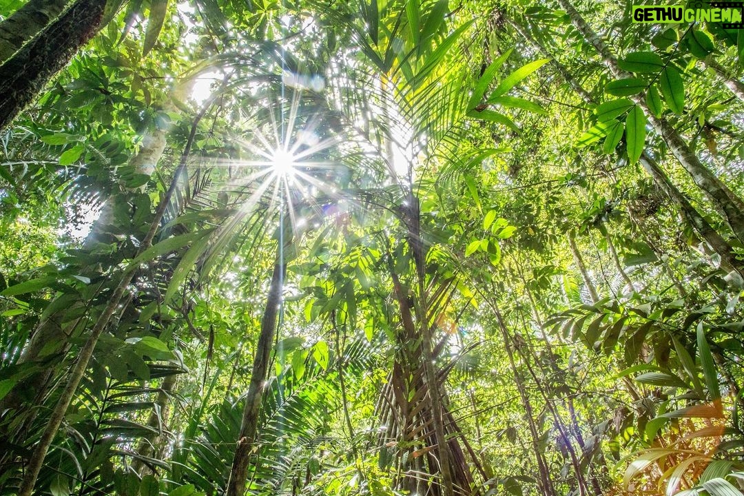 Leonardo DiCaprio Instagram - New York is poised to become the first state to use its purchasing power as one of the world’s largest economies to combat climate change and biodiversity loss. The New York Tropical Deforestation-Free Procurement Act, which would prevent the state from purchasing wood and agricultural products that contribute to tropical deforestation, received bipartisan support in passing the state legislature and the bill is now ready for @govkathyhochul’s signature. Tropical deforestation is largely the result of the grazing of cattle and the growth of livestock feed, in addition to the production of commodities such as palm oil, wood, cocoa, coffee and rubber. It is the number one driver of biodiversity loss and a major driver of climate change. This Act would also ensure that the state is not contributing to the abuses of the rights of Indigenous peoples and local communities associated with tropical deforestation. The bill’s supporters, who are urging the governor to sign, include not only Indigenous leaders and climate and social justice groups, but New York-based businesses that see this as a win-win for the state’s economy, for global climate, and for human rights. #ActForForests Photo by Robin Moore, Re:wild @foe_us @nationalwildlife @environmentaladvocatesny @eiaenvironment @tonyschocolonely_us @nrdc_org @rewild