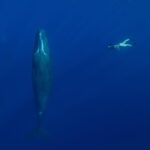 Leonardo DiCaprio Instagram - Dominica, the “Nature Island” of the Caribbean, is home to a resident population of approximately 200 sperm whales. These gentle giants support jobs and even help to mitigate climate change. This Sunday at 7:00 PM Eastern, tune into CBS to catch @natgeopristineseas founder @enricsala and @60minutes correspondent Cecilia Vega swim with the sperm whales and discuss the value of a healthy, resilient ocean for local communities and the local economy. Photo by Manu San Félix / National Geographic Pristine Seas
