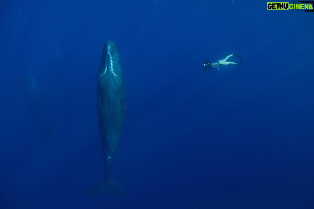 Leonardo DiCaprio Instagram - Dominica, the “Nature Island” of the Caribbean, is home to a resident population of approximately 200 sperm whales. These gentle giants support jobs and even help to mitigate climate change. This Sunday at 7:00 PM Eastern, tune into CBS to catch @natgeopristineseas founder @enricsala and @60minutes correspondent Cecilia Vega swim with the sperm whales and discuss the value of a healthy, resilient ocean for local communities and the local economy. Photo by Manu San Félix / National Geographic Pristine Seas