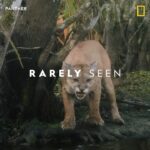 Leonardo DiCaprio Instagram - They once regularly roamed the entire Southeast, but now there are only about 200 Florida Panthers left. Don’t miss #PathOfThePanther, an informative film on the last breeding population of big cats surviving in the eastern United States and the fight to save their home. Now streaming on @Hulu and @DisneyPlus.