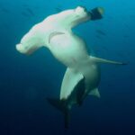 Leonardo DiCaprio Instagram - In the last two years, #Ecuador and #CostaRica have created or expanded Marine Protected Areas between the Galapagos and Cocos Islands. Combined, these areas protect a nearly 140,000 mile2 (360,000 km2) marine corridor, an area nearly three times larger than New York state. Protecting known wildlife corridors is critical to ocean health because wildlife use them for migration, feeding, and breeding. Now, both Ecuador and Costa Rica have created funds for supporting the effective management of these protected areas. Costa Rica’s fund was created with philanthropic support, while Ecuador’s - the world’s largest to date - leverages a restructuring of the country’s debt, where part of the proceeds are invested in conservation. Each of these helps finance effective protections for #sealife like whale sharks, manta rays, sea turtles and dolphins. Congratulations to Ecuador, Costa Rica and all the supporters that made this possible. #30x30 @guillermolasso @ambienteec @gustavomanriquemiranda @parquegalapagos #MasGalapagos Pew Bertarelli Ocean Legacy (@pewtrusts @bertarellifoundation) Credit Suisse Aqua Blue Investments Oceans Finance Company US Development Finance Corporation (@dfcgov) Inter-American Development Bank (@el_bid) Costa Rica Blue Fund (@costaricaporsiempre) MINAE Costa Rica (@minaecr) SINAC Costa Rica Forever Costa Rica (@costaricaporsiempre) Bezos Earth Fund (@bezosearthfund) Re:wild (@rewild) Gordon and Betty Moore Foundation (@moorefound) Wyss Foundation 📷: Alex Hearn