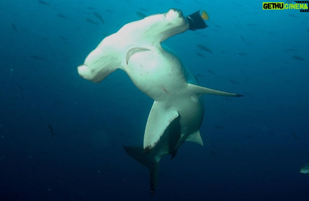 Leonardo DiCaprio Instagram - In the last two years, #Ecuador and #CostaRica have created or expanded Marine Protected Areas between the Galapagos and Cocos Islands. Combined, these areas protect a nearly 140,000 mile2 (360,000 km2) marine corridor, an area nearly three times larger than New York state. Protecting known wildlife corridors is critical to ocean health because wildlife use them for migration, feeding, and breeding. Now, both Ecuador and Costa Rica have created funds for supporting the effective management of these protected areas. Costa Rica’s fund was created with philanthropic support, while Ecuador’s - the world’s largest to date - leverages a restructuring of the country’s debt, where part of the proceeds are invested in conservation. Each of these helps finance effective protections for #sealife like whale sharks, manta rays, sea turtles and dolphins. Congratulations to Ecuador, Costa Rica and all the supporters that made this possible. #30x30 @guillermolasso @ambienteec @gustavomanriquemiranda @parquegalapagos #MasGalapagos Pew Bertarelli Ocean Legacy (@pewtrusts @bertarellifoundation) Credit Suisse Aqua Blue Investments Oceans Finance Company US Development Finance Corporation (@dfcgov) Inter-American Development Bank (@el_bid) Costa Rica Blue Fund (@costaricaporsiempre) MINAE Costa Rica (@minaecr) SINAC Costa Rica Forever Costa Rica (@costaricaporsiempre) Bezos Earth Fund (@bezosearthfund) Re:wild (@rewild) Gordon and Betty Moore Foundation (@moorefound) Wyss Foundation 📷: Alex Hearn
