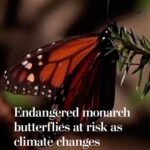 Leonardo DiCaprio Instagram - Repost from @washingtonpost • Every year, millions of monarch butterflies make their way across North America to spend winters in the same forests of central Mexico’s Michoacán state — a phenomenon that remains an evolutionary mystery. But in just one year, the population of monarch butterflies wintering in those hillsides dropped 22 percent, according to a World Wildlife Fund (WWF) Mexico report released last week. Monarch butterflies are considered one of the world’s oldest and most resilient species. Their life cycles depend on optimal conditions: temperatures between 55 and the low 70s when they migrate, an abundance of milkweed when they mate, and some rain during the winters. But climate change has scrambled the consistent weather patterns they rely on, and more butterflies are dying. Read more through the link in our bio.