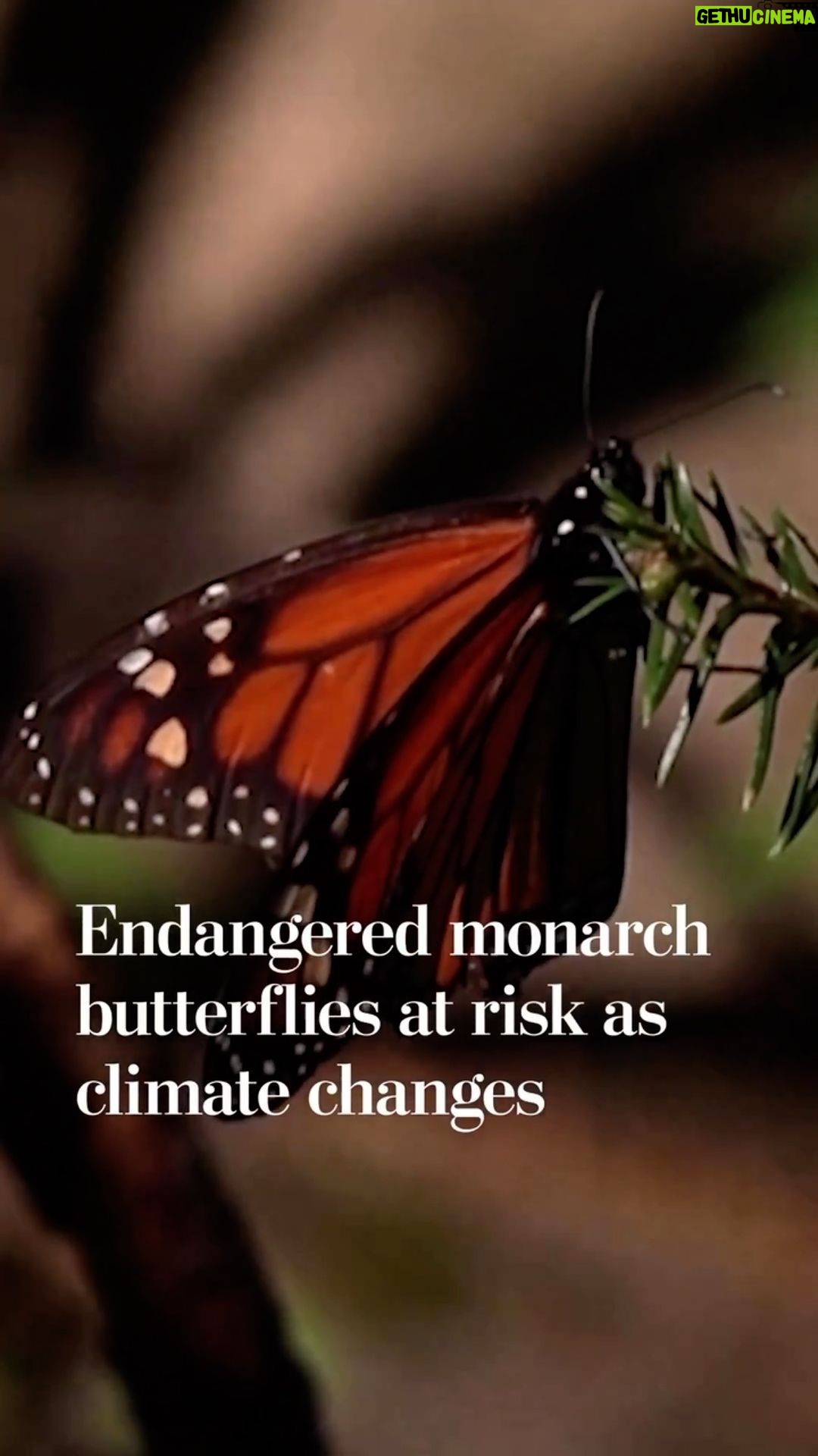 Leonardo DiCaprio Instagram - Repost from @washingtonpost • Every year, millions of monarch butterflies make their way across North America to spend winters in the same forests of central Mexico’s Michoacán state — a phenomenon that remains an evolutionary mystery. But in just one year, the population of monarch butterflies wintering in those hillsides dropped 22 percent, according to a World Wildlife Fund (WWF) Mexico report released last week. Monarch butterflies are considered one of the world’s oldest and most resilient species. Their life cycles depend on optimal conditions: temperatures between 55 and the low 70s when they migrate, an abundance of milkweed when they mate, and some rain during the winters. But climate change has scrambled the consistent weather patterns they rely on, and more butterflies are dying. Read more through the link in our bio.