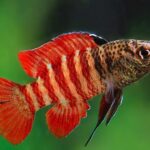 Leonardo DiCaprio Instagram - A fish that can leap out of water to escape predators and an air-breathing catfish are among the new species of freshwater fish identified last year and highlighted in @shoal_org’s annual New Species report. The 201 discoveries from 2022 include: The Juan Deriba Killifish, which can leap out of water and remain there for hours to escape predators. The Vampire Catfish, which is exactly what one would think. Head to the link in bio to read the full report @rewild @synchearth @iucn_asap @calacademy @iucnssc 📸: Frank Schäfer