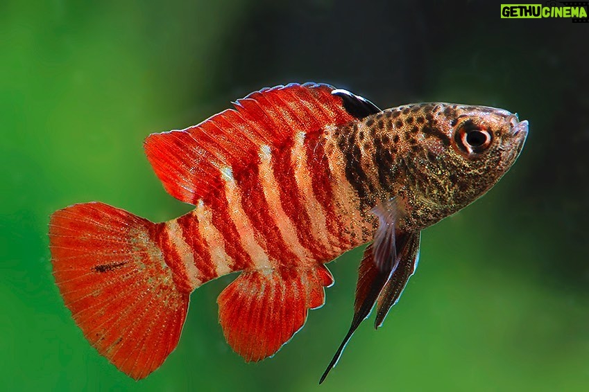Leonardo DiCaprio Instagram - A fish that can leap out of water to escape predators and an air-breathing catfish are among the new species of freshwater fish identified last year and highlighted in @shoal_org’s annual New Species report. The 201 discoveries from 2022 include: The Juan Deriba Killifish, which can leap out of water and remain there for hours to escape predators. The Vampire Catfish, which is exactly what one would think. Head to the link in bio to read the full report @rewild @synchearth @iucn_asap @calacademy @iucnssc 📸: Frank Schäfer