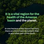 Leonardo DiCaprio Instagram – Yasuní National Park is a global biodiversity hotspot and home to some of the last Indigenous peoples living in voluntary isolation—the Tagaeri, Taromenane and Dugakaeri. Yet this irreplaceable place and the people and wildlife living here are threatened by the fossil fuel industry.

On August 20th, 2023, the people of Ecuador have an historic opportunity to safeguard a significant portion of Yasuní rainforest. With this first-of-its-kind referendum worldwide, Ecuador could become an example in democratizing climate politics, offering voters the chance to vote not just for the forest but also for Indigenous rights, our climate, and the well-being of our planet.

Stand alongside Yasuní and its Indigenous communities in this historic referendum by sharing this important message. For more information follow @sialyasuni and their Indigenous youth ally @jovenes_amazonicos_ec #YesToYasuní #YasuníITT #SíAlYasuní