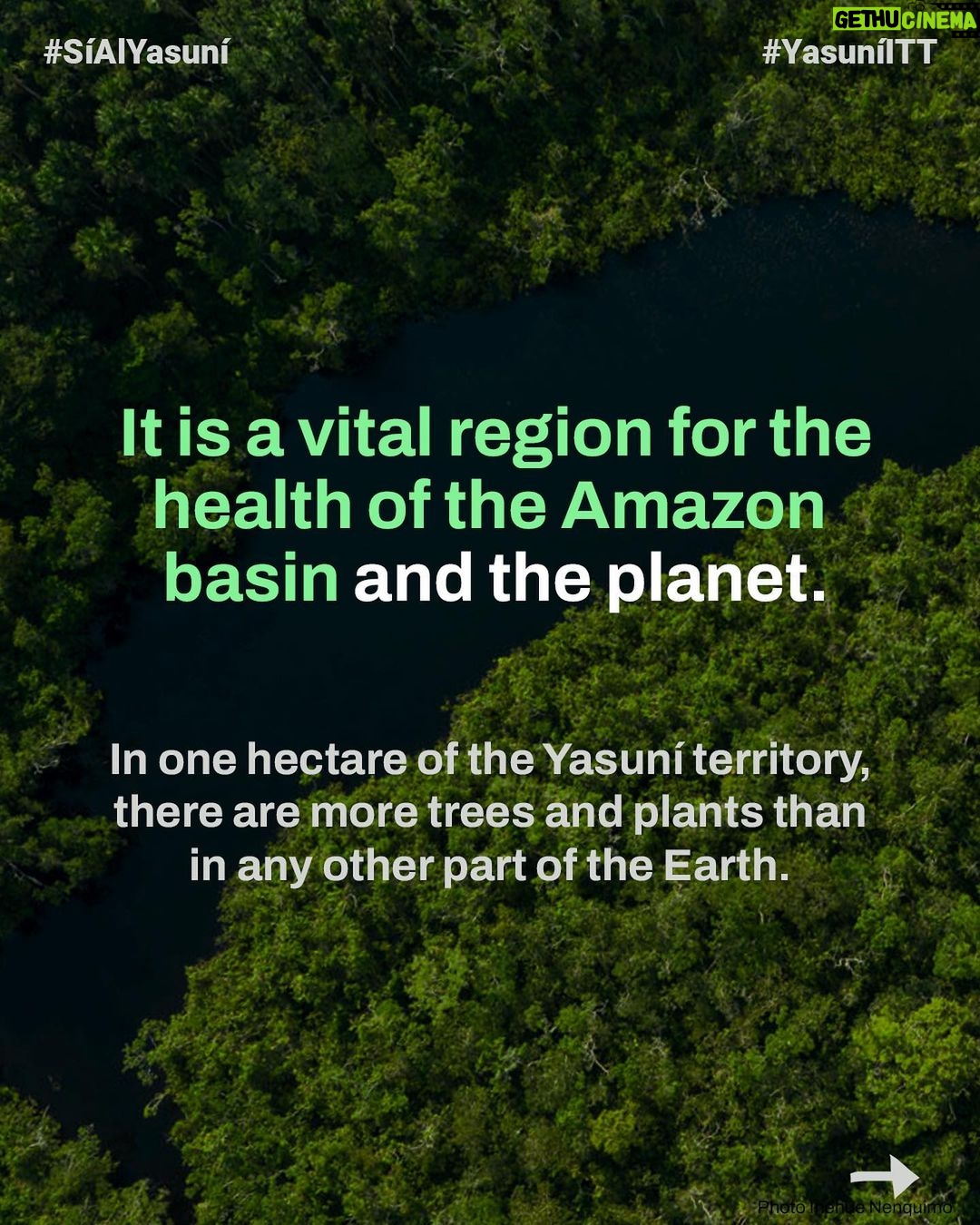 Leonardo DiCaprio Instagram - Yasuní National Park is a global biodiversity hotspot and home to some of the last Indigenous peoples living in voluntary isolation—the Tagaeri, Taromenane and Dugakaeri. Yet this irreplaceable place and the people and wildlife living here are threatened by the fossil fuel industry. On August 20th, 2023, the people of Ecuador have an historic opportunity to safeguard a significant portion of Yasuní rainforest. With this first-of-its-kind referendum worldwide, Ecuador could become an example in democratizing climate politics, offering voters the chance to vote not just for the forest but also for Indigenous rights, our climate, and the well-being of our planet. Stand alongside Yasuní and its Indigenous communities in this historic referendum by sharing this important message. For more information follow @sialyasuni and their Indigenous youth ally @jovenes_amazonicos_ec #YesToYasuní #YasuníITT #SíAlYasuní