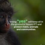 Leonardo DiCaprio Instagram - Yasuní National Park is a global biodiversity hotspot and home to some of the last Indigenous peoples living in voluntary isolation—the Tagaeri, Taromenane and Dugakaeri. Yet this irreplaceable place and the people and wildlife living here are threatened by the fossil fuel industry. On August 20th, 2023, the people of Ecuador have an historic opportunity to safeguard a significant portion of Yasuní rainforest. With this first-of-its-kind referendum worldwide, Ecuador could become an example in democratizing climate politics, offering voters the chance to vote not just for the forest but also for Indigenous rights, our climate, and the well-being of our planet. Stand alongside Yasuní and its Indigenous communities in this historic referendum by sharing this important message. For more information follow @sialyasuni and their Indigenous youth ally @jovenes_amazonicos_ec #YesToYasuní #YasuníITT #SíAlYasuní