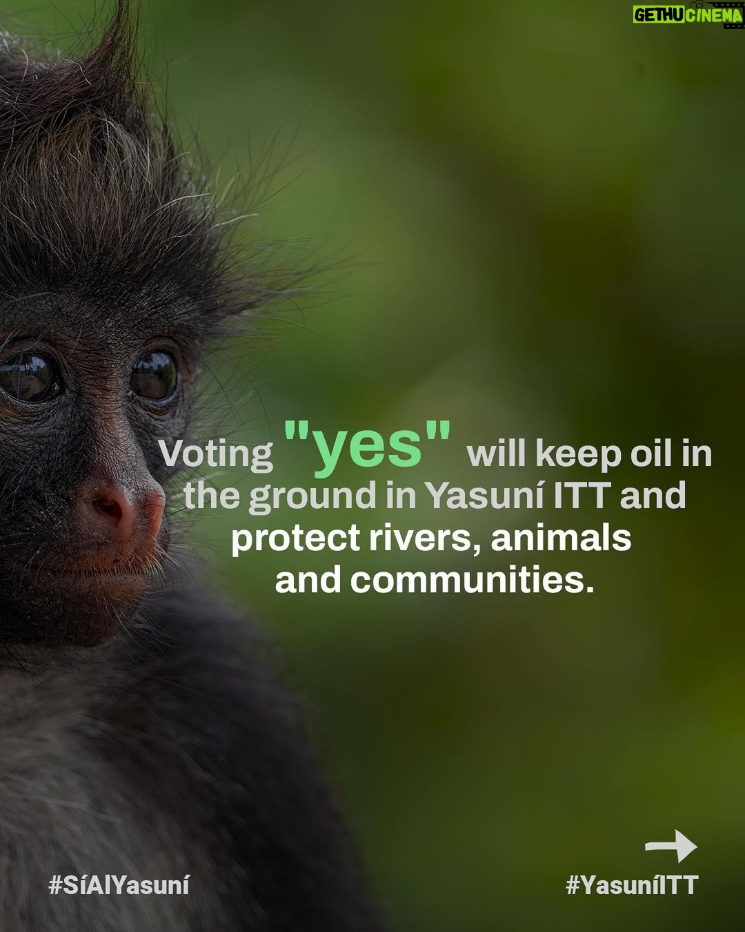 Leonardo DiCaprio Instagram - Yasuní National Park is a global biodiversity hotspot and home to some of the last Indigenous peoples living in voluntary isolation—the Tagaeri, Taromenane and Dugakaeri. Yet this irreplaceable place and the people and wildlife living here are threatened by the fossil fuel industry. On August 20th, 2023, the people of Ecuador have an historic opportunity to safeguard a significant portion of Yasuní rainforest. With this first-of-its-kind referendum worldwide, Ecuador could become an example in democratizing climate politics, offering voters the chance to vote not just for the forest but also for Indigenous rights, our climate, and the well-being of our planet. Stand alongside Yasuní and its Indigenous communities in this historic referendum by sharing this important message. For more information follow @sialyasuni and their Indigenous youth ally @jovenes_amazonicos_ec #YesToYasuní #YasuníITT #SíAlYasuní
