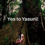 Leonardo DiCaprio Instagram - Yasuní National Park is a global biodiversity hotspot and home to some of the last Indigenous peoples living in voluntary isolation—the Tagaeri, Taromenane and Dugakaeri. Yet this irreplaceable place and the people and wildlife living here are threatened by the fossil fuel industry. On August 20th, 2023, the people of Ecuador have an historic opportunity to safeguard a significant portion of Yasuní rainforest. With this first-of-its-kind referendum worldwide, Ecuador could become an example in democratizing climate politics, offering voters the chance to vote not just for the forest but also for Indigenous rights, our climate, and the well-being of our planet. Stand alongside Yasuní and its Indigenous communities in this historic referendum by sharing this important message. For more information follow @sialyasuni and their Indigenous youth ally @jovenes_amazonicos_ec #YesToYasuní #YasuníITT #SíAlYasuní