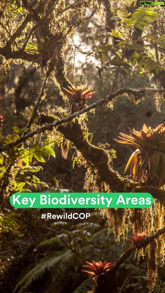 Leonardo DiCaprio Instagram - Repost from @rewild • #KeyBiodiversityAreas are the most important places in the world for the persistence of biodiversity. Ensuring that at least 30% of land and sea globally are protected is vital to the health of all life on Earth, including our own. From deserts to the middle of the ocean, #KBAs are of global importance to the planet’s overall health and the persistence of biodiversity. Establishing and protecting Key Biodiversity Areas helps store carbon and maintain the delicate balance of our ecosystems. Biodiversity needs a seat at the table at the 2023 UN Climate Change Conference! #COP28 📸: @robindmoore @cop28uaeofficial #RewildCOP #WhyWeRewild #GenerationRestoration #Rewilding #ClimateEmergency #EconomicStability #Extinction #BiodiversityatCOP #BiodiversityatCOP28 #COP28 #COP28UAE #Biodiversity #Climate #ClimateChange #ClimateSummit #actionism