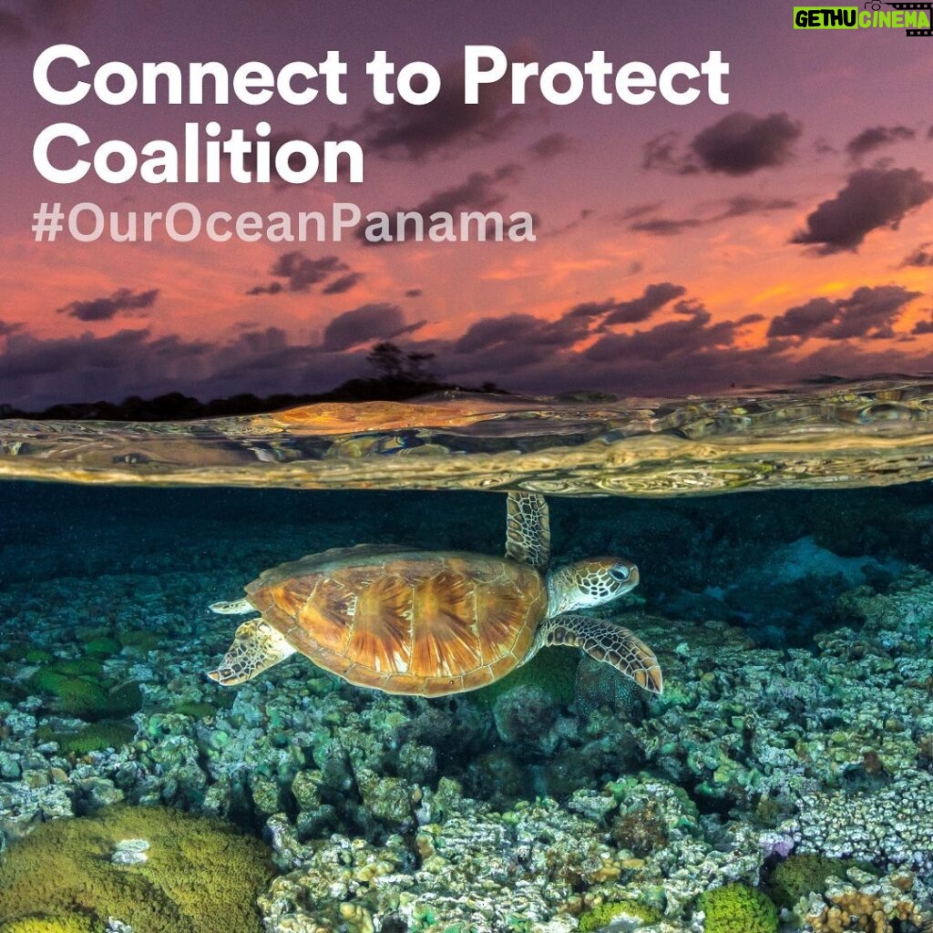 Leonardo DiCaprio Instagram - The Connect to Protect Coalition recently announced that it invested $118 million to protect the Eastern Tropical Pacific Marine Corridor (CMAR). The coalition works with elected leaders, local communities, and Indigenous communities to connect and protect the marine environments of the Cocos Island (Costa Rica), Cordillera de Coiba (Panama), Galápagos Islands (Ecuador), Gorgona, and Malpelo islands (Colombia), encompassing more than 600,000 square kilometers (235,000 square miles) of ocean. The funds will support projects for the next 2-5 years and will help make the region more resilient to climate change and protect its incredible biodiversity. CMAR harbors one of the most biodiverse areas in the ocean—home to species such as Humpback Whales, Ridley Turtles and Hammerhead Sharks, as well as many migratory seabirds. 📸 Jordan Robins . . @bezosearthfund @conservationorg’s Blue Nature Alliance @agendacaf @moorefound @greenclimatefund @islas_secas @minderoofoundation @pewtrusts @Rewild @sharkconservationfund Enduring Earth, German Ministry for Economic Cooperation and Development through KfW UK government, U.S. Department of State, Wyss Foundation . . #ouroceanourconnection #oceanconnection #marinelife #ocean #marine #marineprotection #mpa #conservation #conservationoptimism #collaboration #ocean #oceans #oceanconservation #naturepositive #30x30 #connect2protect #ouroceanpanama