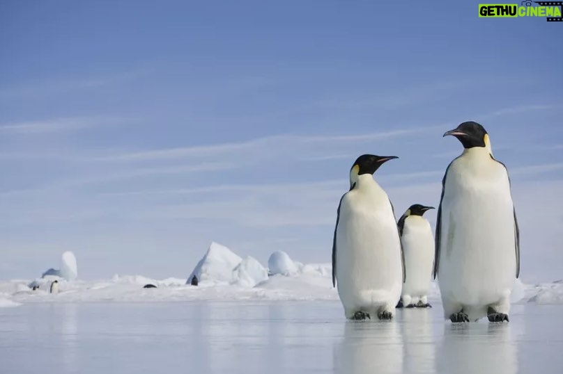 Leonardo DiCaprio Instagram - The impact of climate change has hit Antarctica hard; melting ice contributes to rising sea levels, the krill population has decreased, and ice shelves are retreating, amongst other things. A new study published in the journal PLOS Biology finds that populations of wildlife and plant life are likely to decline by 65% by the year 2100. This particular study is the first time has carried out such a comprehensive assessment of the continent, exposing how vulnerable species of the continent are. The most vulnerable of all species are Emperor penguins, which could be the only species extinct if things carry on business as usual. Emperor penguins are a keystone species and are vital in the food chain of wildlife in Antarctica. š·: Paul Souders @treehuggerdotcom has more at the link in bio