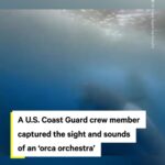 Leonardo DiCaprio Instagram - Repost from @nowthisearth Members of the U.S. Coast Guard caught this up-close video and audio footage of an orca pod in waters off the coast of Antarctica last month. ‘Finally got a good recording of the orchestra,’ USCG Fireman Niall Shannon wrote on Instagram. #orcas #orcasinthewild #animals #antarctica