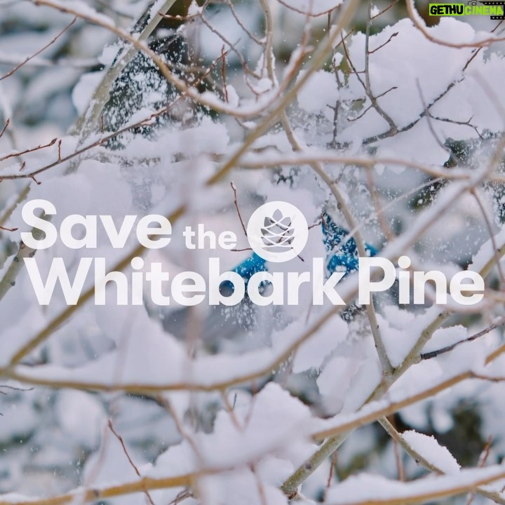 Leonardo DiCaprio Instagram - Whitebark Pine is an iconic symbol of the American West, backdrop of many classic movies and a much-loved part of the outdoors experience. Entire ecosystems rely on this high-mountain hero to moderate snow melt and protect drinking water supplies. Whitebark Pine seeds are also a vital source of protein for Grizzly Bears, Red Squirrels, and a plucky bird called Clark’s Nutcracker. But Whitebark Pine, which can live over 1,000 years, is in trouble as the result of a trio of threats, including a deadly non-native fungus called White Pine blister rust, Mountain Pine Beetles and climate change. There are now more dead whitebarks than live ones. The good news is that Whitebark Pine was just classified as threatened by the Endangered Species Act, which brings much needed attention and support to its restoration. Experts are working hard to find trees that are genetically resistant to blister rust and use their seeds to replant whitebark trees across their range. And groups including @AmericanForests, @ricketts.conservation, @whitebarkfound and @cornellbirds are raising awareness through a campaign to Save the Whitebark Pine. Learn more about the campaign to #SaveTheWhitebarkPine at the link in bio.