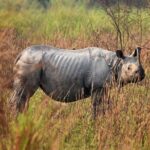 Leonardo DiCaprio Instagram - In 2021, the government of the Indian state of Assam set out to end the poaching of the Endangered Greater One-Horned Rhinoceros in Kaziranga National Park following the killing of around 190 animals for their horns between 2000 and 2021. In 2022, they met their goal and no rhinos were poached in the area for the first time since 1977. Kaziranga National Park is home to 2,200 Greater One-horned Rhinos, which is about two-thirds of the world's population. This triumph in India also comes with more good news, as @wwf also reports that the world population of the rare rhino soared to around 3,700 from about 200 at the turn of the 20th century. @reuters has more on this story at the link in bio 📷: Reuters/Anuwar Hazarika