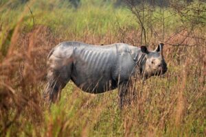 Leonardo DiCaprio Instagram - In 2021, the government of the Indian state of Assam set out to end the poaching of the Endangered Greater One-Horned Rhinoceros in Kaziranga National Park following the killing of around 190 animals for their horns between 2000 and 2021. In 2022, they met their goal and no rhinos were poached in the area for the first time since 1977. 
 
Kaziranga National Park is home to 2,200 Greater One-horned Rhinos, which is about two-thirds of the world's population.
 
This triumph in India also comes with more good news, as @wwf also reports that the world population of the rare rhino soared to around 3,700 from about 200 at the turn of the 20th century.
 
@reuters has more on this story at the link in bio
 
 
📷: Reuters/Anuwar Hazarika