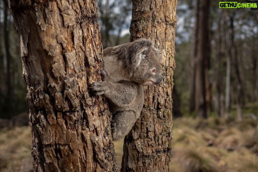 Leonardo DiCaprio Instagram - Forests filter our air, provide fresh water, regulate our climate and improve our health and wellbeing. They are critical in climate change mitigation and are vital for protecting our planet’s unique biodiversity. The leading cause of deforestation in Australia is animal agriculture — mostly to create pasture for cattle and to grow their food. In Queensland alone, nearly 89% of the forest and bushland that were bulldozed in 2020 and 2021 was for beef cattle pasture. As more and more forest is destroyed for cattle farming, there are fewer and fewer places where species endemic to Australia, such as Platypus, Wombat, Regent Honeyeater and Rufous Bettongs can thrive. That’s why a new campaign in Australia aims to put an end to native forest logging across the country, where an estimated 50 million trees are bulldozed each year. In the past 200 years, over 100 Australian endemic species have gone extinct, and hundreds more, such as the Koala and Swift Parrot, are now highly threatened due to habitat destruction. Follow the link in bio to share and take the pledge. #TheForestsPledge #EndNativeForestLogging #FightForForests #ProtectNativeForests #AusPol Photo: @robindmoore