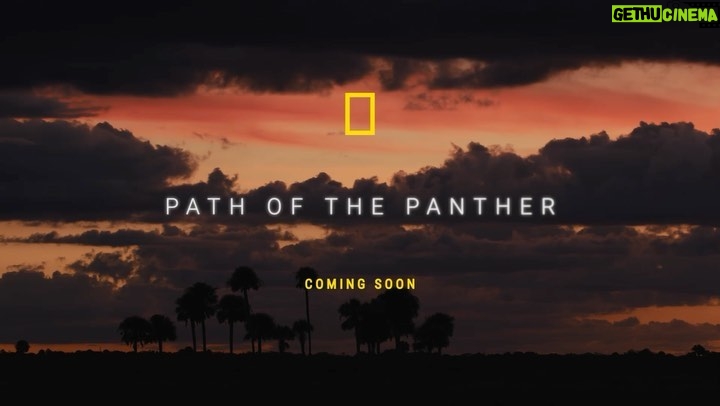 Leonardo DiCaprio Instagram - Honored to have executive produced this documentary, coming exclusively to Florida theaters on Feb. 24. The Path of the Panther explores attempts to track the incredible animal in the wild as well as to protect the natural home of the panther. Florida boasts the big cat as its state animal, though only about 200 or so remain in the state. Nearly two years ago, legislation was passed to help conserve the big cat with extraordinary efforts from Indigenous individuals, conservationists, and more. The Path of the Panther will also stream on @disneyplus in the spring.