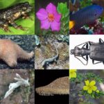 Leonardo DiCaprio Instagram - Repost from @calacademy • Happy 2023 from the ONE HUNDRED AND FORTY-SIX NEW SPECIES our scientists described in 2022! Allow us to introduce a few: 🦎44 LIZARDS, 28 of which were additions to the genus Bavayia (a group of small forest geckos from the mountains of New Caledonia), more than doubling the number of known species within the genus from 13 to 41. 🫘14 SEA SLUGS including Goniobranchus fabulus, whose name translates to “small bean” & at 1.5 centimeters in length is actually the largest species in this year’s set of nudibranchs. 🌺14 FLOWERING PLANTS, including several new species from the ragged peaks of Brazil’s Campo Rupestre & California’s very own Minnesota Mountain onion, an allium found only on two neighboring peaks. 🐠7 FISHES, from a dazzling yellowtail damselfish & deep sea grenadier to the swoon-worthy rose-veiled fairy wrasse (Cirrhilabrus finifenmaa), a fish so beautiful it was named for the Maldives’ national flower. 🦂2 SCORPIONS, both native to California and described by two high-school students in partnership with an Academy curator. PS: This one has babies — awww. 🪩PLUS 30 ants, 13 sea stars, 4 beetles, 4 sharks, 3 moths, 3 worms, 2 spiders, 2 lichens, 1 toad, 1 clam, 1 aphid, and 1 sea biscuit! (Phew.) Read the full release at the link in bio, & HAPPY 2023, humans! XO, us & this party-clam, aka Cymatioa cooki 🐜⭐️🪲🦈🦋🪱🕷️🐸🥠