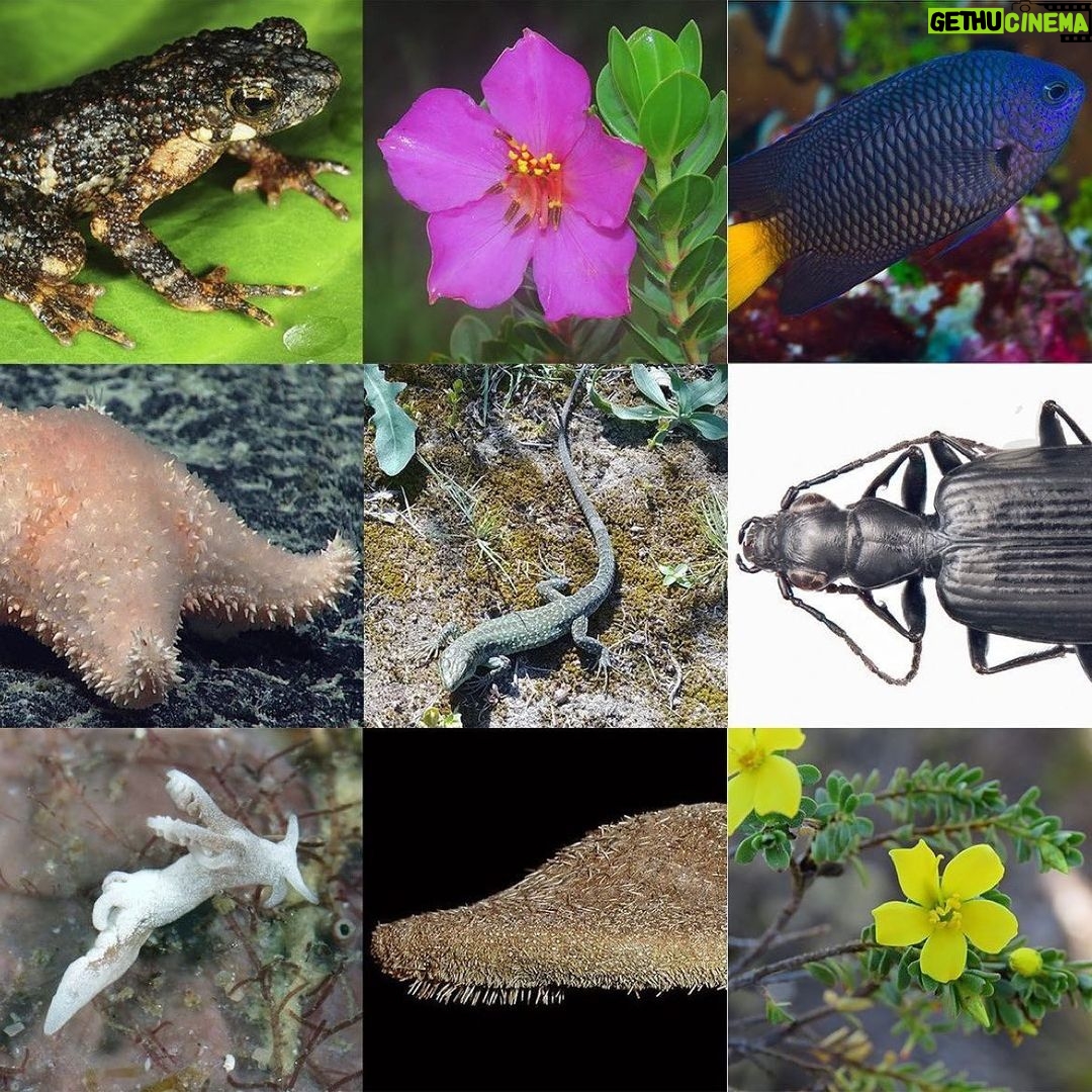 Leonardo DiCaprio Instagram - Repost from @calacademy • Happy 2023 from the ONE HUNDRED AND FORTY-SIX NEW SPECIES our scientists described in 2022! Allow us to introduce a few: 🦎44 LIZARDS, 28 of which were additions to the genus Bavayia (a group of small forest geckos from the mountains of New Caledonia), more than doubling the number of known species within the genus from 13 to 41. 🫘14 SEA SLUGS including Goniobranchus fabulus, whose name translates to “small bean” & at 1.5 centimeters in length is actually the largest species in this year’s set of nudibranchs. 🌺14 FLOWERING PLANTS, including several new species from the ragged peaks of Brazil’s Campo Rupestre & California’s very own Minnesota Mountain onion, an allium found only on two neighboring peaks. 🐠7 FISHES, from a dazzling yellowtail damselfish & deep sea grenadier to the swoon-worthy rose-veiled fairy wrasse (Cirrhilabrus finifenmaa), a fish so beautiful it was named for the Maldives’ national flower. 🦂2 SCORPIONS, both native to California and described by two high-school students in partnership with an Academy curator. PS: This one has babies — awww. 🪩PLUS 30 ants, 13 sea stars, 4 beetles, 4 sharks, 3 moths, 3 worms, 2 spiders, 2 lichens, 1 toad, 1 clam, 1 aphid, and 1 sea biscuit! (Phew.) Read the full release at the link in bio, & HAPPY 2023, humans! XO, us & this party-clam, aka Cymatioa cooki 🐜⭐️🪲🦈🦋🪱🕷️🐸🥠