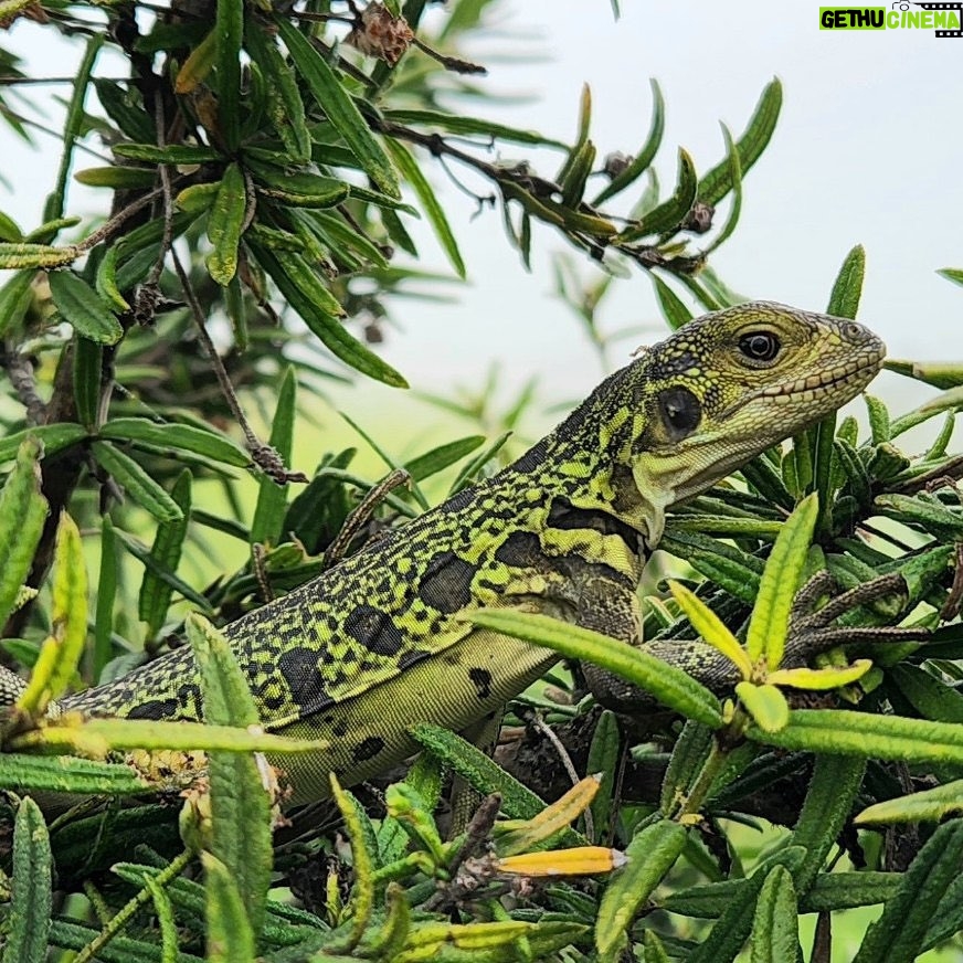 Leonardo DiCaprio Instagram - Galapágos National Park Directorate (@parquegalapagos), in conjunction with other groups, has found several juvenile and hatchling Pink Iguanas on Isabela Island for the first time since the species was discovered in the 1980s. The discovery is helping our partners answer important questions about the Critically Endangered species that will help prevent its extinction. The Pink Iguana lives atop Wolf Volcano, the tallest peak in the Galapágos archipelago. The volcano is still active, posing a threat to the species, and invasive species brought to Isabela by humans have hunted the iguanas to near extinction. In younger years, the iguana is green and camouflaged from predators, but as it gets bigger and becomes less vulnerable, it loses its pigment, giving it a pink hue from the blood vessels underneath the skin. “This discovery is a significant breakthrough that helps us identify the pathway to save the Pink Iguana,” said Danny Rueda Cordova, director of the Galapagos National Park. “Knowing all of the threats that make the species vulnerable allows us to implement the actions—primarily against invasive species—that will allow natural processes to continue in these fragile ecosystems.” Congrats to the national park, the park rangers in the field, and other implementing partners and individuals, including @Rewild, @fundacion.jocotoco, @galapagosconservancy, @islandconservation, @sandiegozoo, @unitorvergata department of biology, @houstonzoo, @ncstate, and @luis.ortiz.catedral