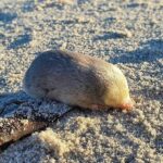 Leonardo DiCaprio Instagram - De Winton’s Golden Mole—one of the world’s most wanted species by @rewild’s Search for Lost Species—has been rediscovered. After being lost to science for 87 years, an expedition team with @the_ewt rediscovered the small blind mole on a beach in Port Nolloth, South Africa. De Winton’s Golden Moles burrow beneath the sand and rarely leave tracks that are visible from the surface. The Endangered Wildlife Trust used a specially trained scent-detection dog to safely find golden moles. The team also collected more than 100 soil samples from beaches to test for environmental DNA shed by De Winton’s Golden Moles. After searching for more than two years, the team found multiple populations of De Winton’s Golden Mole. The Endangered Wildlife Trust is now learning more about this species and working to protect it in the wild. #SearchforLostSpecies #LostSpecies Photo: JP Le Roux