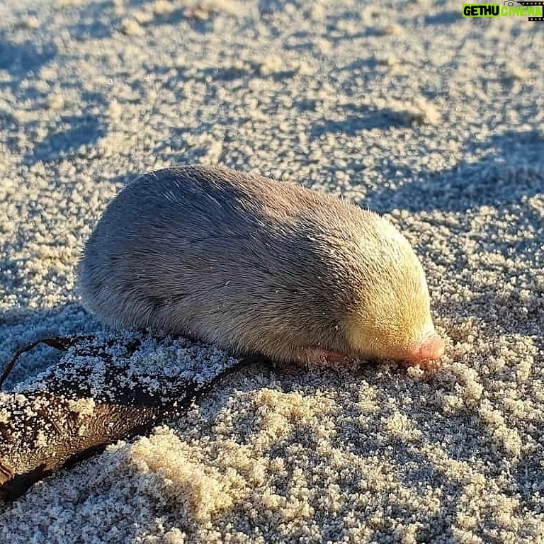 Leonardo DiCaprio Instagram - De Winton’s Golden Mole—one of the world’s most wanted species by @rewild’s Search for Lost Species—has been rediscovered. After being lost to science for 87 years, an expedition team with @the_ewt rediscovered the small blind mole on a beach in Port Nolloth, South Africa. De Winton’s Golden Moles burrow beneath the sand and rarely leave tracks that are visible from the surface. The Endangered Wildlife Trust used a specially trained scent-detection dog to safely find golden moles. The team also collected more than 100 soil samples from beaches to test for environmental DNA shed by De Winton’s Golden Moles. After searching for more than two years, the team found multiple populations of De Winton’s Golden Mole. The Endangered Wildlife Trust is now learning more about this species and working to protect it in the wild. #SearchforLostSpecies #LostSpecies Photo: JP Le Roux