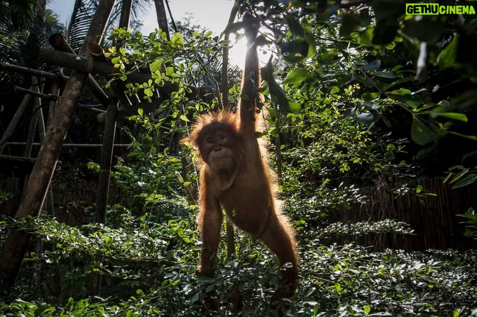 Leonardo DiCaprio Instagram - As COP15 comes to a close, it's important we reflect on the role humanity plays in the climate crisis, especially with other living beings we share the planet with. Destruction of forests, wetlands and other natural ecosystems have put more than a million species at risk of extinction globally. The Convention on Biological Diversity brings together more than 190 countries globally with the intent of slowing the decline in nature. Read more from @npr at the link in bio. 📷: Ulet Ifansasti/Getty Images